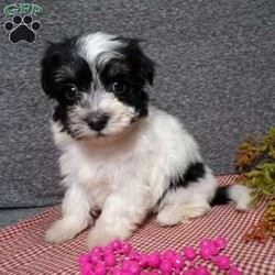 Dazel/Havanese									Puppy/Female	/7 Weeks,Hi, im a Havanese puppy. I am looking forward to meeting you! I am up to date with my immunizations, my wormer medications, and I have a Micro-chip so that I can be easily identified if I ever become lost! 