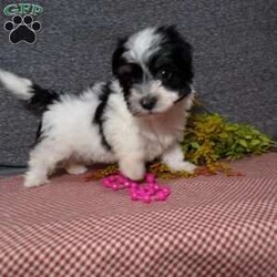 Dazel/Havanese									Puppy/Female	/7 Weeks,Hi, im a Havanese puppy. I am looking forward to meeting you! I am up to date with my immunizations, my wormer medications, and I have a Micro-chip so that I can be easily identified if I ever become lost! 