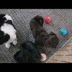 Herbie/Shih Tzu									Puppy/Male	/7 Weeks,Herbie is a very active and well-socialized puppy. He loves to play with children and is always the life of the litter. He comes with an AKC registration. His parents are approximately  10 to 14 #. Please contact us to make sweet Herbie your very own puppy!