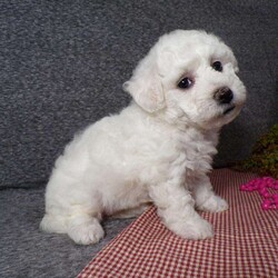 Angel/Bichon Frise									Puppy/Female	/6 Weeks,Hi, im a Bishon puppy. I am looking forward to meeting you! I am up to date with my immunizations, my wormer medications, and I have a Micro-chip so that I can be easily identified if I ever become lost! 