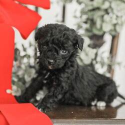 Leroy/Toy Poodle Mix									Puppy/Male	/6 Weeks,Meet our Sweet Toy Poodle Puppies! They are very easy going and perfect playmates for our children! They would make a perfect lap dog and they do very well with children! 