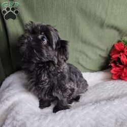 Hazel/Shih Tzu									Puppy/Female	/12 Weeks,Hazel is a very Lively and well socialized puppy. She has a beautiful blue coat plus an AKC registration and is tested with embark. Please contact us to make sweet Hazel your  very own puppy!