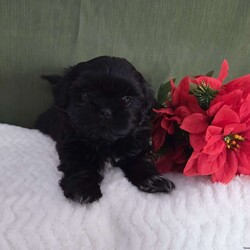 Herbie/Shih Tzu									Puppy/Male	/7 Weeks,Herbie is a very active and well-socialized puppy. He loves to play with children and is always the life of the litter. He comes with an AKC registration. His parents are approximately  10 to 14 #. Please contact us to make sweet Herbie your very own puppy!