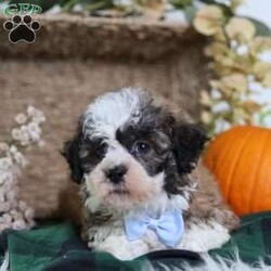 Flops/Teddy Bear									Puppy/Male	/12 Weeks,Flops is a teddy bear puppy with a gorgeous brown coat and white and black markings that give him a soft, teddy-like appearance. True to his name, Flops is full of energy and charm, always ready to play, explore, and make new friends.