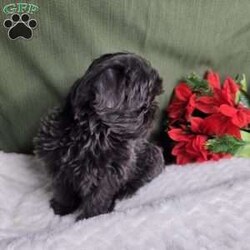 Hazel/Shih Tzu									Puppy/Female	/12 Weeks,Hazel is a very Lively and well socialized puppy. She has a beautiful blue coat plus an AKC registration and is tested with embark. Please contact us to make sweet Hazel your  very own puppy!