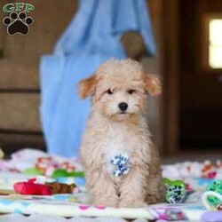 Max/Havapoo									Puppy/Male	/15 Weeks,Meet Max, our adorable Havapoo boy with a heart full of sweetness and charm! With his soft, fluffy coat and bright, expressive eyes, this little one is the kind of puppy who wins you over instantly. He loves to play, explore, and snuggle close during quiet moments—making him the perfect blend of fun-loving companion and cuddly sidekick. His friendly nature and happy personality make him a joy to be around, and he’s been raised with lots of love to ensure he’s well-socialized and ready for his forever family.