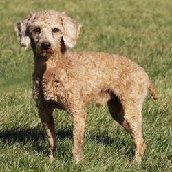 Irvin/Mini Goldendoodle									Puppy/Male	/9 Weeks,Meet Irvin! A gorgeous Miniature Goldendoodle puppy. Irvin has a sweet personality & the softest coat! He loves to play and get all the attention you can give him. He was born and raised with the Mast family. 