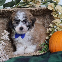 Franky/Teddy Bear									Puppy/Male	/12 Weeks,Franky’s light brown coat, accented by white chest markings and subtle black highlights, mirrors his playful and affectionate personality. This mini teddy bear puppy is full of charm, curiosity, and energy, always ready for a game or an exploration.