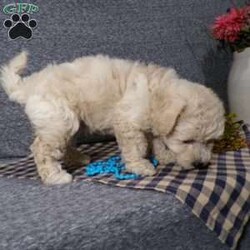 Tator/Bich-Poo									Puppy/Male	/7 Weeks,Hi, im a Bish-poo puppy. I am looking forward to meeting you! I am up to date with my immunizations, my wormer medications, and I have a Micro-chip so that I can be easily identified if I ever become lost! 