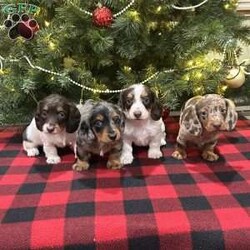 Lucas/Dachshund									Puppy/Male	/6 Weeks,We are excited for you to meet Lucas! This most adorable long haired mini dachshund puppy. All our puppies come with Full 