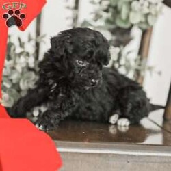 Leroy/Toy Poodle Mix									Puppy/Male	/6 Weeks,Meet our Sweet Toy Poodle Puppies! They are very easy going and perfect playmates for our children! They would make a perfect lap dog and they do very well with children! 