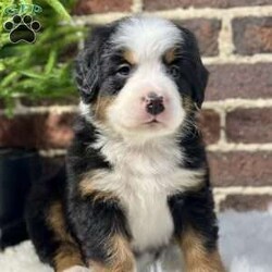 Bruno/Bernese Mountain Dog									Puppy/Male	/7 Weeks,Meet Bruno, your real live stocking stuffer;)he’s such a fluffy, sweet cuddle bug! Has an amazing temperament, Loves to play with the kids, but is pretty chill and cuddly as well making him the best Christmas gift anyone could ask for! 