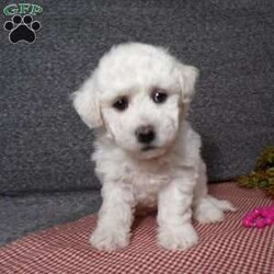 Angel/Bichon Frise									Puppy/Female	/6 Weeks,Hi, im a Bishon puppy. I am looking forward to meeting you! I am up to date with my immunizations, my wormer medications, and I have a Micro-chip so that I can be easily identified if I ever become lost! 