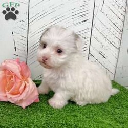 Rita/Havanese									Puppy/Female	/10 Weeks,  Hey there! My name is Rita, and I’m a precious purebred AKC Havanese puppy looking for my forever family. I may be tiny, but I’ve got a whole lot of love to give! My coat is a beautiful mix of creamy white with soft tan/brown patches, and everyone says I look like a little stuffed animal come to life. I love being cuddled, I love being talked to, and I LOVE making people smile. Let me tell you a bit about myself… • I’m a purebred AKC registered Havanese • My birthday is October 26, 2025 • I come up to date on all shots & dewormings • I’m microchipped and come with a health guarantee • I’ve been socialized with lots of affection • I’m playful, gentle, and ready to become your new best friend! I can’t wait to find a family who will love me, spoil me, and let me curl up in their lap. If you want a sweet, loyal little buddy who will brighten your home every single day… that’s ME! I can even be delivered right to your door! Come get me soon!