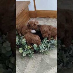 Leroy/Toy Poodle Mix									Puppy/Male	/6 Weeks,Meet our Sweet Toy Poodle Puppies! They are very easy going and perfect playmates for our children! They would make a perfect lap dog and they do very well with children! 