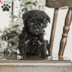 Leroy/Toy Poodle Mix									Puppy/Male	/6 Weeks,Meet our Sweet Toy Poodle Puppies! They are very easy going and perfect playmates for our children! They would make a perfect lap dog and they do very well with children! 