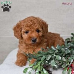 Amara/Miniature Poodle									Puppy/Female	/6 Weeks,Our Mini Poodle puppies are bright, affectionate, and full of cheerful personality—everything you could want in a loving companion. These sweet little pups are currently looking for loving homes where they can continue to grow, learn, and share their playful, loyal nature. Raised right in our family setting, they enjoy daily interaction and plenty of social experiences. This early socialization helps them become confident, friendly, and well-adjusted, making their transition into their new homes smooth and enjoyable.