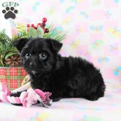 Marcella/Yorkie Poo									Puppy/Female	/9 Weeks,Meet your new BFF, Marchelle! This adorable Yorkie-Poo puppy is vet checked & up to date on shots & wormer, plus comes with a health guarantee provided by the breeder! Marcella is well socialized & currently being family raised with children!