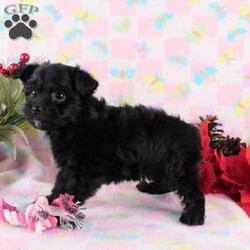 Marcella/Yorkie Poo									Puppy/Female	/9 Weeks,Meet your new BFF, Marchelle! This adorable Yorkie-Poo puppy is vet checked & up to date on shots & wormer, plus comes with a health guarantee provided by the breeder! Marcella is well socialized & currently being family raised with children!