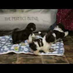 Piper/Havanese									Puppy/Female	/10 Weeks,Meet your new BFF, Piper! This super cute Havanese puppy is vet checked & up to date on shots & wormer. She is registered with the AKC, plus comes with a health guarantee provided by the breeder! Piper is well socialized & currently being family raised!