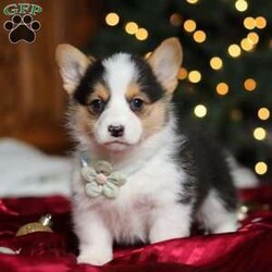 Star/Pembroke Welsh Corgi									Puppy/Female	/8 Weeks,Hi, I’m Star—an absolutely adorable Welsh Corgi with a personality as bright as my name! With my short little legs, fluffy coat, and big expressive eyes, I have a way of making everyone smile the moment I trot into the room. I’m playful, curious, and full of cheerful energy, always ready for a new adventure or a cozy cuddle. Whether I’m bouncing around with my toys or soaking up all the attention I can get, I’m sure to bring joy and warmth wherever I go.