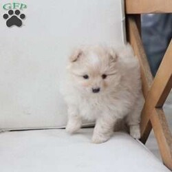 Annie/Pomeranian									Puppy/Female	/November 5th, 2025,Annie is an only puppy in her litter . she is smart with an approximate adult weight 4 to 5 pounds , she is in-home raised and trained to use pee pads . She is well loves amd soo incredibly sweet . 