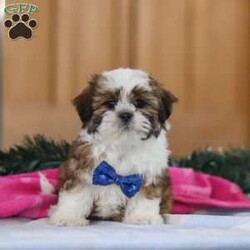 Asher/Shih Tzu									Puppy/Male	/10 Weeks,Meet Asher, an adorable AKC registered Shihtzu who’s brimming with curiosity and charm! With his sweet expression and a personality that shines, he will always be ready to brighten your day. This little guy is always eager to explore the world around him, whether it’s sniffing out new adventures or playfully chasing after his favorite toy. His bright eyes and wagging tail are always full of excitement, ready to turn every moment into a fun-filled experience. If you’re looking for a loyal companion who’s as inquisitive as loving, Asher is the perfect choice! The Mama, Brittany is a gorgeous Shihtzu who weighs 14 lbs. She’s the definition of sweet and gentle, always protecting and caring for her babies. The dad, Ralph is a striking Shihtzu weighing 12 lbs. He showcases his intelligence and elegance in everything he does. He passes down his excellent health, stunning coat, and well-balanced temperament to his puppies. Asher will join his forever family vet checked, up to date on vaccinations, dewormer, and he comes with a 1 year genetic health guarantee for your peace of mind. For more information or to schedule a visit, please call or text us anytime Monday through Saturday. Thanks! –Jonas Hershberger 