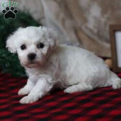 Twinkle/Bichon Frise									Puppy/Female	/October 30th, 2025,Twinkle is a darling Bichon girl who shines in the softest way. She’s not the loudest in the room — she’s the one who quietly steals your heart. Twinkle has a tender, affectionate personality and adores being held and loved on. She’s happiest when she’s close to her people, soaking up attention and giving back tiny kisses in return. Her playful side comes out in sweet bursts of energy, followed by peaceful naps in the coziest spot she can find. Twinkle is the kind of puppy that brings comfort, light, and a steady little joy to your everyday life — like her name, she’s a gentle sparkle you’ll never want to be without.