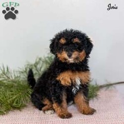 Josie/Miniature Poodle									Puppy/Female	/October 19th, 2025,Meet Josie, an adorable mini Poodle puppy with a sweet personality and a heart full of love. Josie is looking for a loving forever home where she can continue to thrive and be cherished as a true family member. She has been family raised and has received plenty of daily interaction, helping her grow into a confident, well-socialized puppy who enjoys both people and gentle play.