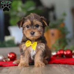 Brady/Morkie / Yorktese									Puppy/Male	/12 Weeks,Meet Brady, an irresistibly cute F1B male Morkie with a big personality in the perfect cuddle-sized package. With his soft, fluffy coat, bright eyes, and heart-melting face, he’s as charming as they come. Sweet and affectionate, Brady also has a playful, spunky side that keeps things fun.
