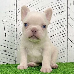 Dolly/French Bulldog									Puppy/Female	/7 Weeks,Dolly — A Sweet & Shiny Cream Frenchie Baby With a Heart-Melting Look! Meet Dolly, an adorable purebred AKC French Bulldog puppy with a soft cream coat, bright expression, and that irresistible Frenchie charm everyone falls in love with. She has a gentle, calm presence and a sweet little face that grabs your heart the moment you look at her. Dolly has been well socialized, given plenty of hands-on attention, and is off to an excellent start. She’s the perfect mix of cuddly, curious, and easygoing — ideal for families, first-time Frenchie owners, or anyone wanting a beautiful, well-bred companion. Dolly’s Information: • Breed: Purebred French Bulldog • Color: Cream • Birthdate: October 31, 2025 • Registration: AKC Registered • Health: Up to date on all shots & dewormings • Extras: Microchipped   Written Health Guarantee • Raised: Family socialized with great early care Dolly is ready to bring joy, cuddles, and a whole lot of personality into her new home. Her good looks, friendly temperament, and quality pedigree make her a truly special little pup. Delivery available right to your doorstep! Contact us today to reserve your new family member! 