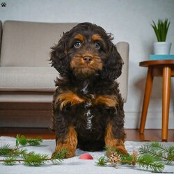 milo/Cockapoo									Puppy/Male	/11 Weeks,Are you looking for an awesome puppy ? This one would love to be your buddy!! Bred ti bring joy and love to your life .This youngster is waiting on you .