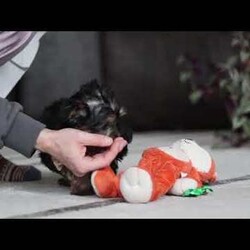 Jingles/Yorkie									Puppy/Male	/11 Weeks,Hi, I’m Jingles — a tiny Yorkshire Terrier puppy with a whole lot of cuteness packed into my little body! I have a soft, silky coat, bright twinkling eyes, and the happiest little prance that shows just how excited I am about everything. I love playing with toys, exploring new places, and soaking up all the cuddles I can get. I may be small, but I’m full of personality, sweetness, and charm — and I’m ready to bring joy to everyone I meet!