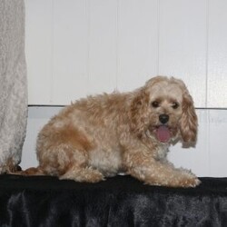 Tracy/Cockapoo									Puppy/Female	/November 3rd, 2025,Needing a gift for Christmas or New Years? Here is a cute pup that would make a wonderful gift for you! 