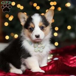 Star/Pembroke Welsh Corgi									Puppy/Female	/8 Weeks,Hi, I’m Star—an absolutely adorable Welsh Corgi with a personality as bright as my name! With my short little legs, fluffy coat, and big expressive eyes, I have a way of making everyone smile the moment I trot into the room. I’m playful, curious, and full of cheerful energy, always ready for a new adventure or a cozy cuddle. Whether I’m bouncing around with my toys or soaking up all the attention I can get, I’m sure to bring joy and warmth wherever I go.