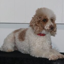 Tracy/Cockapoo									Puppy/Female	/November 3rd, 2025,Needing a gift for Christmas or New Years? Here is a cute pup that would make a wonderful gift for you! 