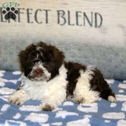 Piper/Havanese									Puppy/Female	/10 Weeks,Meet your new BFF, Piper! This super cute Havanese puppy is vet checked & up to date on shots & wormer. She is registered with the AKC, plus comes with a health guarantee provided by the breeder! Piper is well socialized & currently being family raised!