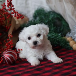 Twinkle/Bichon Frise									Puppy/Female	/October 30th, 2025,Twinkle is a darling Bichon girl who shines in the softest way. She’s not the loudest in the room — she’s the one who quietly steals your heart. Twinkle has a tender, affectionate personality and adores being held and loved on. She’s happiest when she’s close to her people, soaking up attention and giving back tiny kisses in return. Her playful side comes out in sweet bursts of energy, followed by peaceful naps in the coziest spot she can find. Twinkle is the kind of puppy that brings comfort, light, and a steady little joy to your everyday life — like her name, she’s a gentle sparkle you’ll never want to be without.