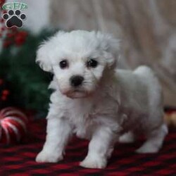 Twinkle/Bichon Frise									Puppy/Female	/October 30th, 2025,Twinkle is a darling Bichon girl who shines in the softest way. She’s not the loudest in the room — she’s the one who quietly steals your heart. Twinkle has a tender, affectionate personality and adores being held and loved on. She’s happiest when she’s close to her people, soaking up attention and giving back tiny kisses in return. Her playful side comes out in sweet bursts of energy, followed by peaceful naps in the coziest spot she can find. Twinkle is the kind of puppy that brings comfort, light, and a steady little joy to your everyday life — like her name, she’s a gentle sparkle you’ll never want to be without.