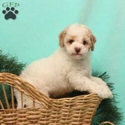 Tracy/Cockapoo									Puppy/Female	/November 3rd, 2025,Needing a gift for Christmas or New Years? Here is a cute pup that would make a wonderful gift for you! 
