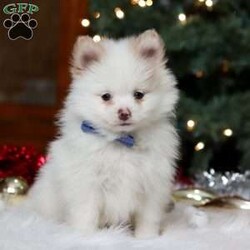 Ramsey/Pomeranian									Puppy/Male	/13 Weeks,Meet Ramsey, an absolutely adorable ACA Pomeranian puppy with a personality as bright and cheerful as his fluffy coat! He is full of playful energy and curiosity, always ready for little adventures and snuggles alike. He has a sweet, loving nature that melts hearts, making him a perfect companion for families or anyone looking for a loyal, happy little friend. With his tiny paws, bright eyes, and soft, plush fur, he’s guaranteed to bring joy and smiles wherever he goes.
