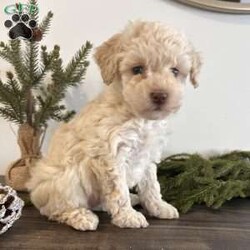 Snowball/Toy Poodle									Puppy/Female	/8 Weeks,Hello i am snowball a cute playful toy poodle. I am well loved and cared for by the millers, the kids love playing with me! If you are looking for the perfect Christmas gift look no farther. I am sure to bring lots of smiles and joy everyday for years to come. My mom is a 10 pound akc toy poodle. My dad is a 5 pound akc toy poodle. I am vet checked and come with a 12 month genetic health guarantee. I am up to date on all vaccinations and deworming. I come with a sample bag of dog food, blanket with litter mates scent, and a toy. Please contact the millers if you can provide a loving home for me