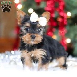 Eden/Yorkie									Puppy/Female	/9 Weeks,Meet Eden, the most darling little ACA Yorkshire Terrier you’ll ever encounter! With her soft, black & tan coat and twinkling eyes, she’s a picture of pure charm. She boasts a spunky yet sweet personality, she loves cozy snuggles as much as she does active play sessions. Yorkies are often described as loyal, intelligent and feisty dogs; despite their tiny size, they have big personalities and tend to steal the spotlight with their confident demeanor. She is the perfect blend of affection and sass, making her an irresistible companion for anyone lucky enough to welcome her into their home!