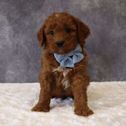 Milo/Mini Goldendoodle									Puppy/Male	/6 Weeks,Milo a sweet F1B Mini Goldendoodle with a loving, affectionate personality. He adores being held and truly craves attention, making him a wonderful companion. Milo will be vet-checked, and is on a regular deworming program, and current on all age-appropriate vaccinations. He is also Microchipped