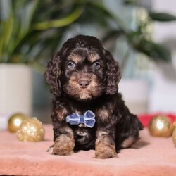 Milo/Cockapoo									Puppy/Male	/8 Weeks,Meet Milo, an absolutely adorable Cockapoo boy with a heart full of sweetness and charm. He loves greeting everyone with happy tail wags and is always ready for cuddles. He has a fun, playful side too—especially when toys or new places are involved. With his soft, wavy coat and warm, expressive eyes, he has a way of melting hearts wherever he goes. Whether he’s tagging along on little adventures or snuggling up for a cozy nap, Milo would make a wonderful addition to any family.