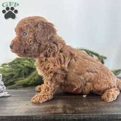 Hope/Toy Poodle									Puppy/Female	/22 Weeks,Hello I am Hope thee most adorable red toy poodle. I am such a sweet laid back puppy just in time for Christmas. The miller kids adore me and love to play with me. My mom is an 8# akc red toy poodle and dad is an akc 5# red toy poodle. My expected adult weight is around 8 pounds. I am up to date on all vaccinations and deworming and come with a 12 month genetic health guarantee. I also come with a sample bag of dog food, a blanket with litter mates scent, and a toy. If you can provide a loving home for me please contact the millers.