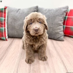 Aspen/Newfoundland									Puppy/Female	/10 Weeks,Hello there! I’m Aspen a beautiful Brown and White Newfoundland puppy! Aspen is the perfect addition to any family. Don’t miss the opportunity to bring home this delightful Newfoundland puppy! I’m well socialized and ready to fit into your family! I would love to fill your home with all of my puppy love! I have been vet checked, microchipped and I am up to date on vaccinations and dewormings and will come with a one year genetic health guarantee and AKC registration! Call or text anytime to make me the newest addition to your family and get ready to spend a lifetime of tail wagging fun!