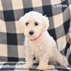 Cotton/Maltese									Puppy/Female	/8 Weeks,Our Maltese puppies are sweet, affectionate, and full of charm, and they are now looking for loving forever homes. These precious pups are being raised in a family environment where they receive love, gentle handling, and early socialization. 