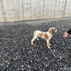 Ace/Mini Goldendoodle									Puppy/Male	/7 Weeks,To contact the breeder about this puppy, click on the “View Breeder Info” tab above.