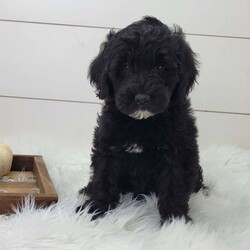 Shadow/Portuguese Water Dog									Puppy/Male	/September 13th, 2025,Shadow is a very outgoing and ornery puppy. Prefers not to hold still for pictures! He is up to date on vaccinations and wormer. Parents have both been health tested. Please feel free to call or text for more info.